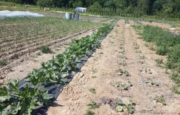 Vente de plants